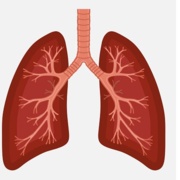 Lungs.JPG