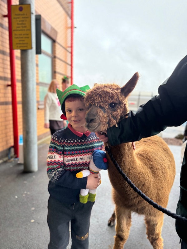 A small child wearing a Christmas hat, standing next to an alpaca