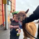 A small child wearing a Christmas hat, standing next to an alpaca