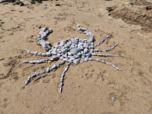Image shows a spider designed from shells