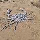 Image shows a spider designed from shells