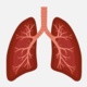 A diagram of lungs