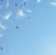 Image of a dandelion in the wind/sky