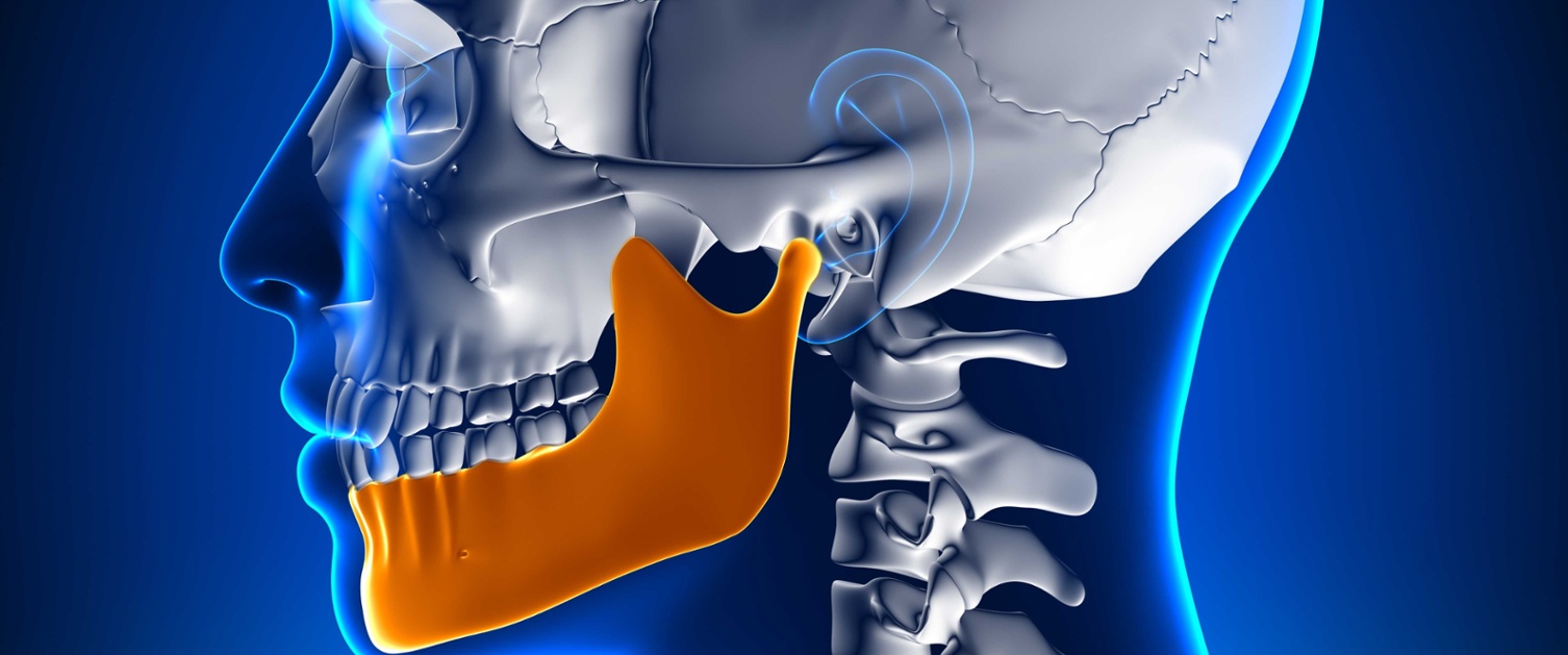 Image shows illustration of jaw cross section.
