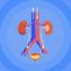 Image shows and illustration of kidneys.