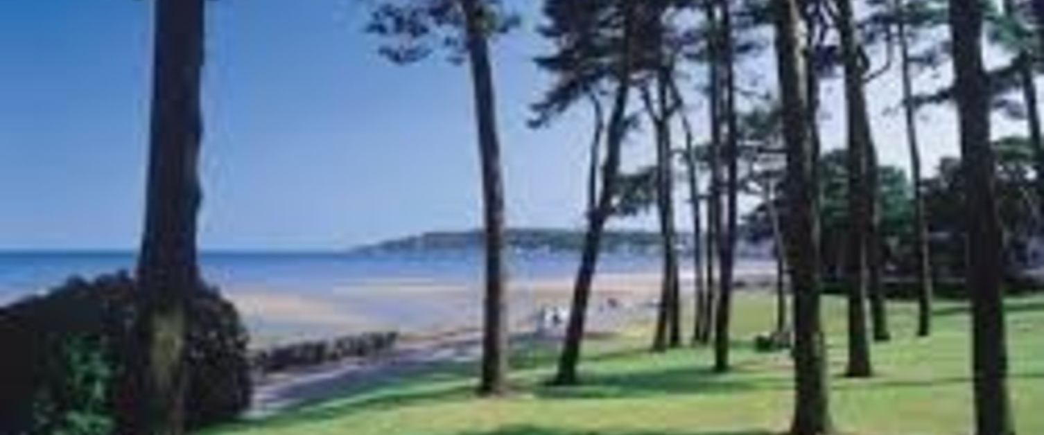 An image of some trees with Mumbles in the background