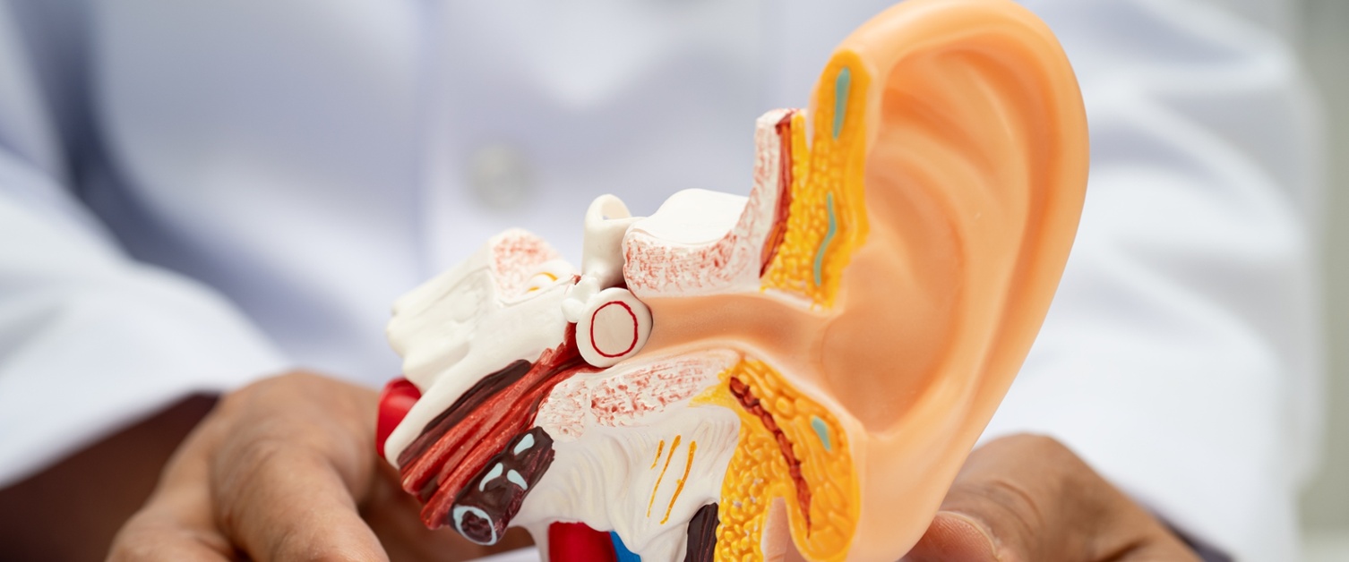 Image shows a diagram of an ear.