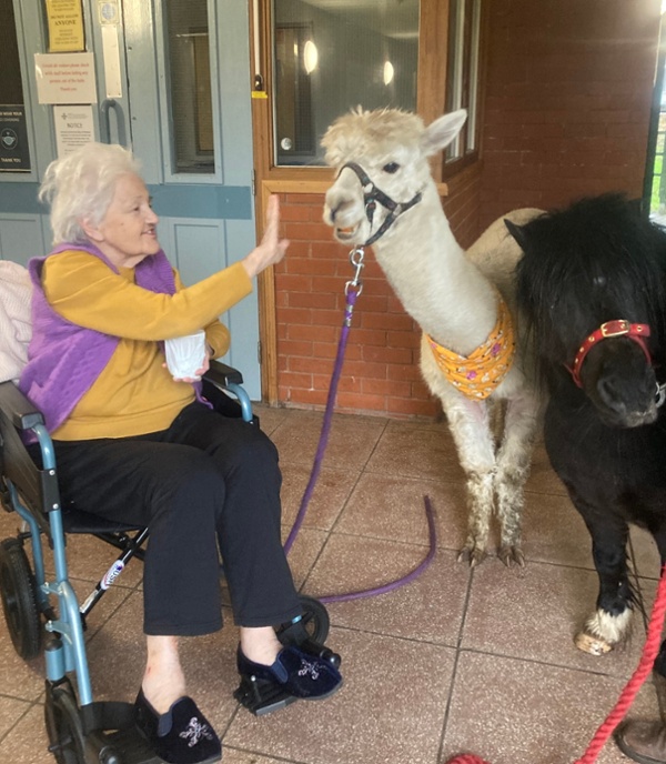 Hospital resident meets alpaca
