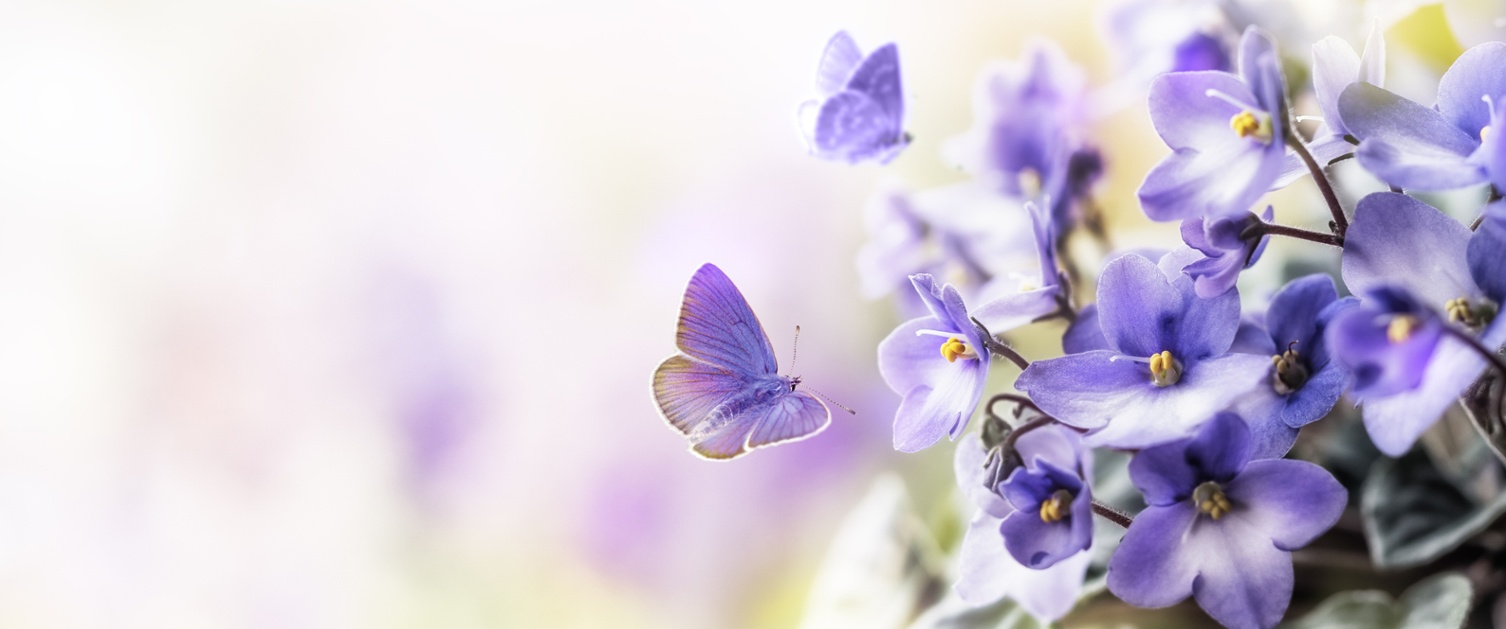 An image of purple flowers and a purple butterfly.