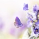 An image of purple flowers and a purple butterfly.