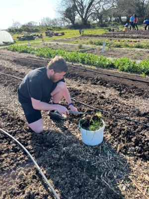 Image shows a man planting flowers