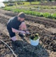 Image shows a man planting flowers