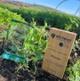 Image shows two awards on top of soil