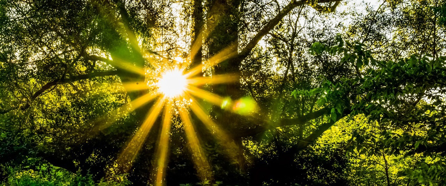 The sun shining through the trees in a forest.
