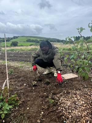 Image shows a man planting a flower