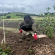 Image shows a man planting a flower