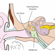 ear diagram.gif