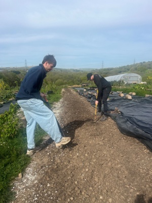 Image shows two men digging on a farm field