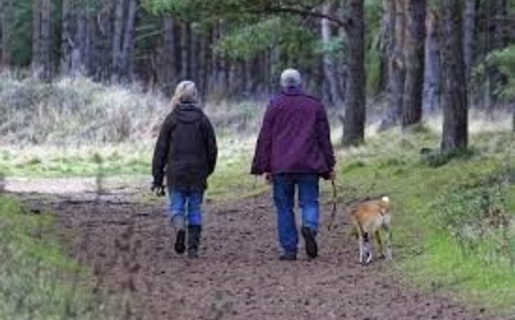 An image of two people and a dog walking through a forest