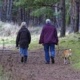 An image of two people and a dog walking through a forest