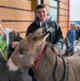 A women petting a donkey