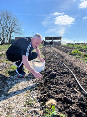 Image shows a man planting potatoes