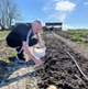 Image shows a man planting potatoes