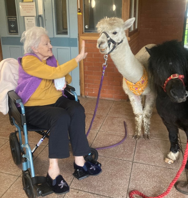 Patients meets alpaca