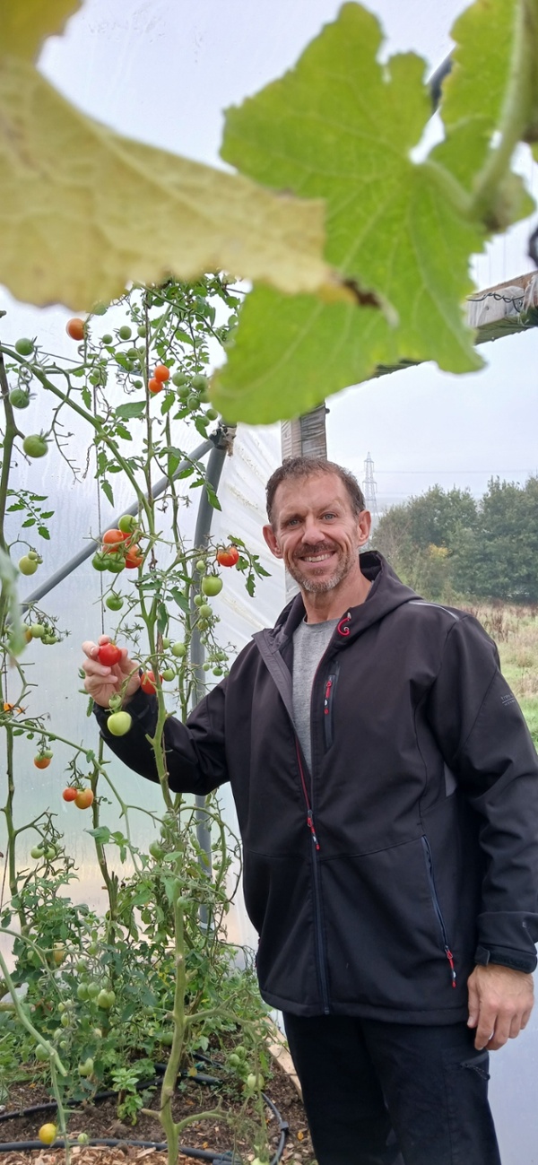 Dyn yn casglu tomatos o ben gwinllan mewn tŷ gwydr