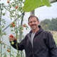 Dyn yn casglu tomatos o ben gwinllan mewn tŷ gwydr