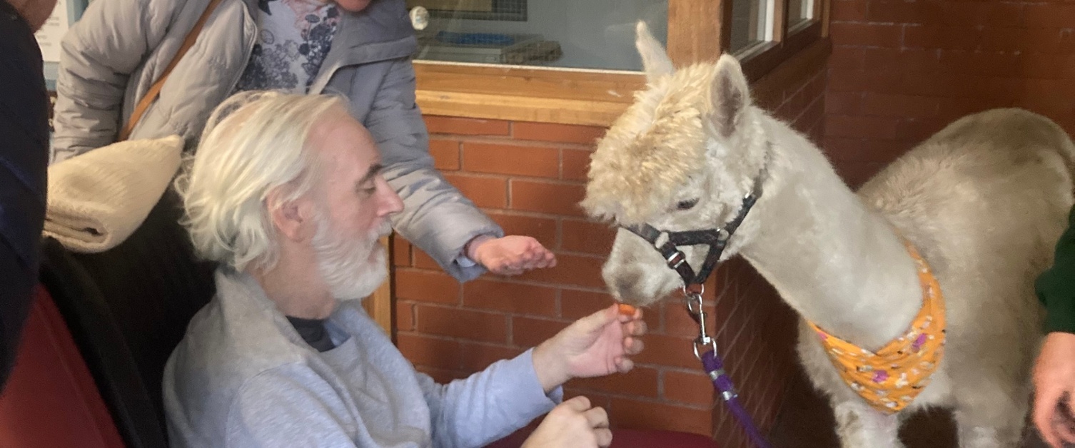 Hospital resident with alpaca 