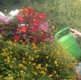 A man waters flowers in the garden