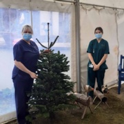 Christmas decorations in marquee at Ysbryd Y Coed