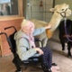 Hospital resident meets alpaca 