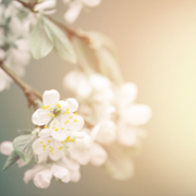 Wall of thanks 68.png