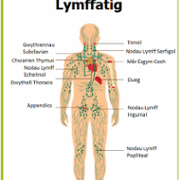 Lymphatic_System_Welsh.png