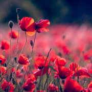 Wall of thanks 62.png