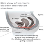 Side_view_of_womans_bladder_and_related_structure.png