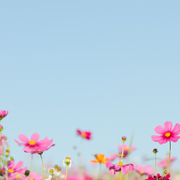 Wall of thanks 70.png