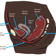 Pelvis bilingual 2.PNG