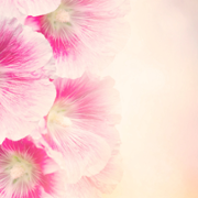 Wall of thanks 103.png