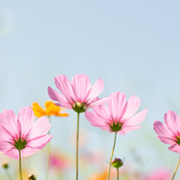 Wall of thanks 105.png