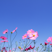 Wall of thanks 104.png