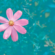 Wall of thanks 74.png