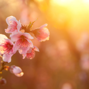 Wall of thanks 72.png