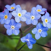 Forget_me_nots.jpg
