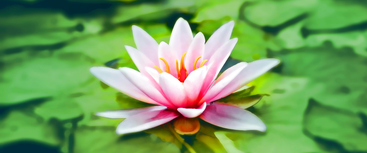 A pink lotus flower