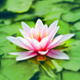 A pink lotus flower