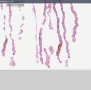 Screenshot of Galen image.JPG