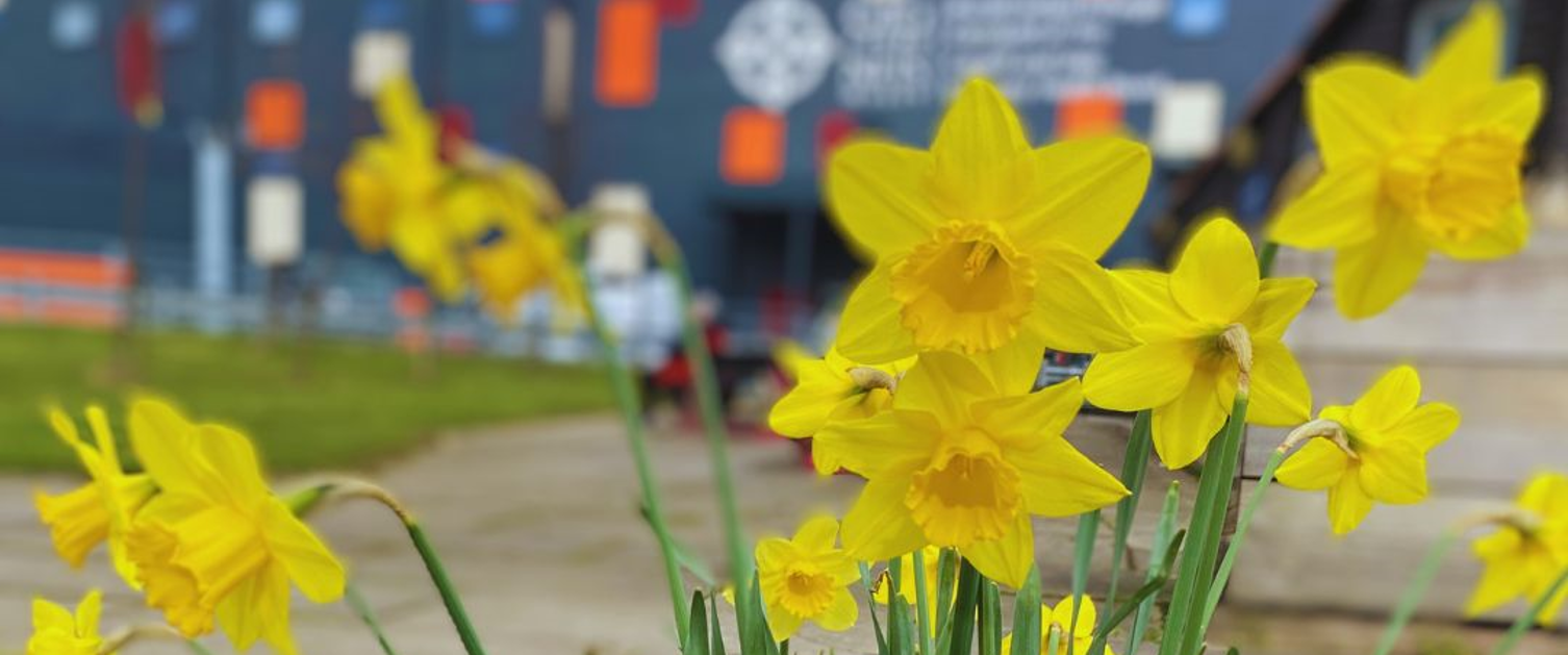 Daffodils